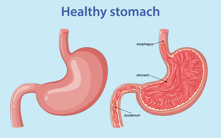 Vector illustration of healthy human stomach anatomy with labeled esophagus, stomach, and duodenumのイラスト素材