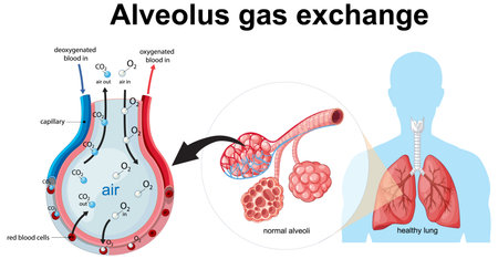 Vector diagram of alveolar gas exchange process, oxygen and carbon dioxide flow, labeled anatomical structuresのイラスト素材