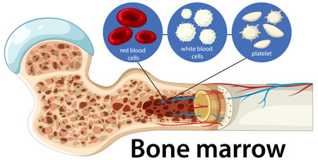 Vector cross-section of bone marrow showing red cells, white cells, platelets, and anatomical detailsのイラスト素材