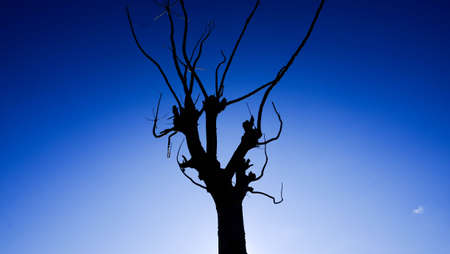 The treeの写真素材