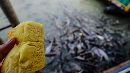 Fish Foodの写真素材