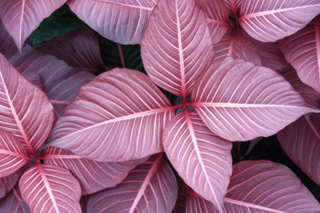 Immerse yourself in a tropical oasis with this bougainvillea texture nature background, enveloped by the splendor of tropical leaves, creating a serene and lush environmentの素材
