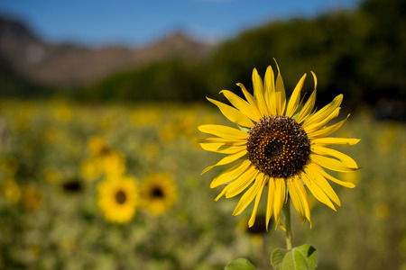 Sunflowers in field with blue sky and mountain backgroundの写真素材