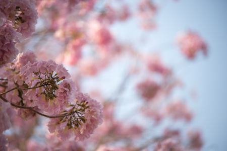 Spring Pink Blossoms ,Pink flowersの写真素材