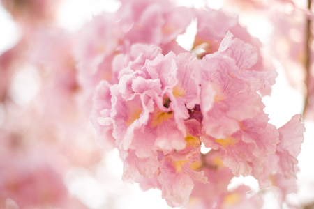 Spring Pink Blossoms ,Pink flowersの写真素材