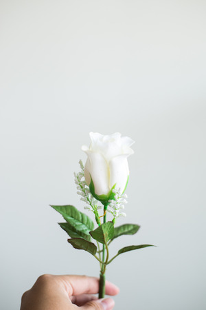 white rose on white backgroundの写真素材