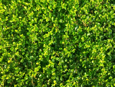 Shrub in garden,small leafs background for natural.の素材