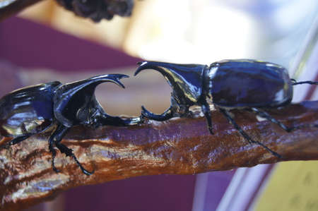 Beetle on woodの写真素材