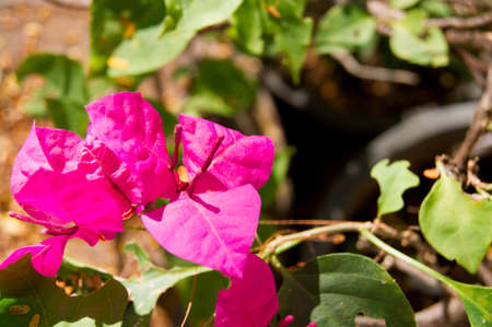 Various colored flowers used as background images.
