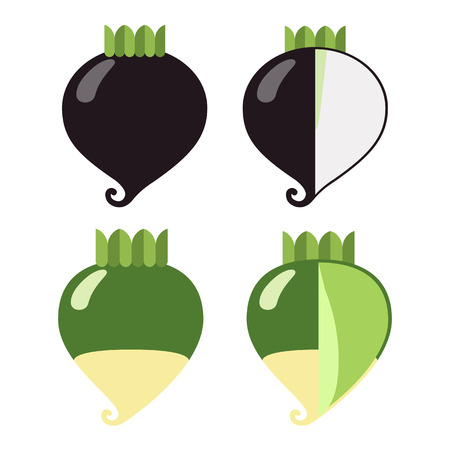 Root vegetables: radish black and green, a general view and in section, on a white backgroundのイラスト素材