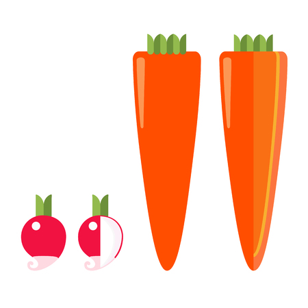 Root vegetables: radish and  carrot, a general view and in section, on a white backgroundのイラスト素材