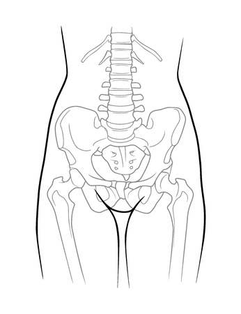 The structure of the lumbar spine, pelvic girdle, lower extremity belt of the female skeleton, front view. Isolated on white backgroundのイラスト素材