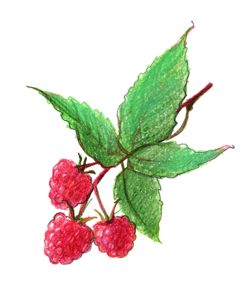 Image of berries of a red raspberry. Drawing with colored pencils, isolated on white background