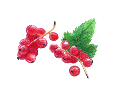 Image of berries of a red currant. Drawing with colored pencils, isolated on white backgroundの写真素材