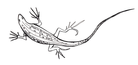 Lizard. Sketch. Graphic drawing with a pen. Ink. Isolated on white backgroundの写真素材