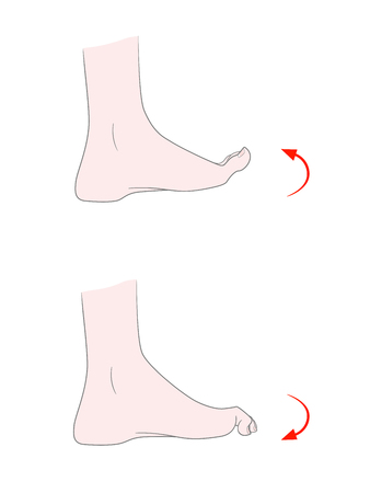 Exercise for flexibility of the joints of the toes. A bare foot of a woman bends and unbends her fingers. Vector. Isolated on white background.のイラスト素材