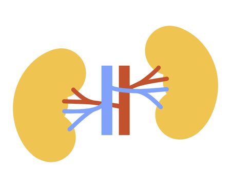 Human internal organs: kidneys and ureters. Vector image. Flat designのイラスト素材