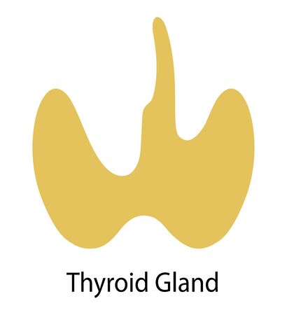 Human internal organ: thyroid gland. Illustration. Flat designの写真素材