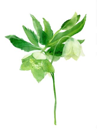 Helleborus, Blooming hellebore or wintry branch with leaves. Watercolor drawingの写真素材