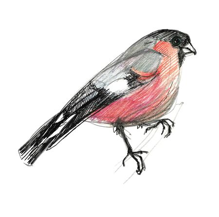 Bullfinch male. Sketch colored pencils and pen. Isolated on a white backgroundの写真素材