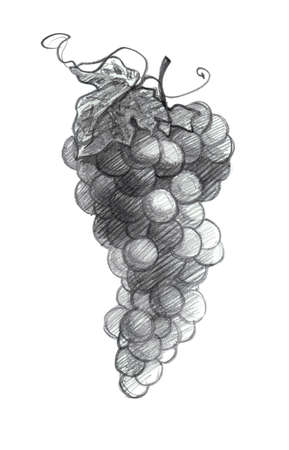 Bunch of grapes, graphic drawing with a slate pencil Illustration, isolated on a white backgroundの写真素材
