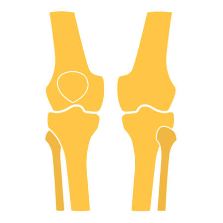 Human knee leg front and back view illustration. Flat designの写真素材