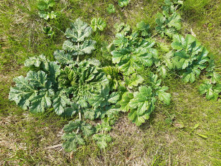 Dangerous poisonous plant Sosnovsky hogweed. Early spring. The first leaves of hogweed in the grass....