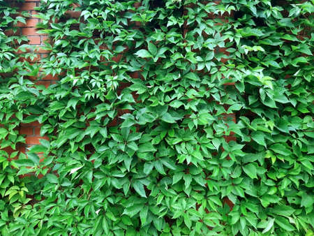 Wild (maiden) grapes on a red brick wall background