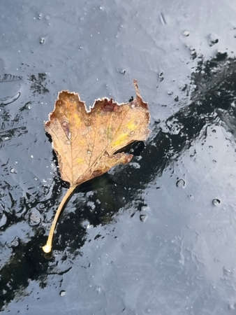 Autumn leaf on frozen ice. Morning sun. Cold autumn.の写真素材