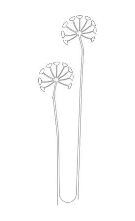 Stylized flowers of hemlock, dill, parsley. Continuous line drawing. Vector illustration.のイラスト素材
