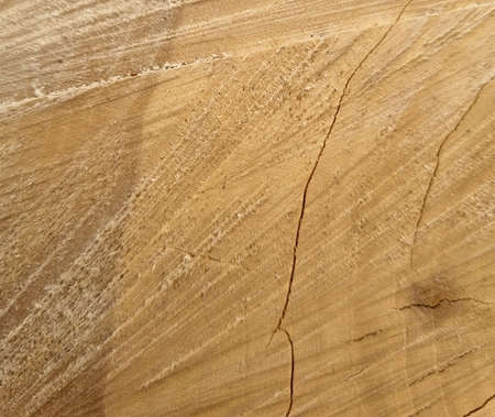 Freshly old tree trunk cracked cross section, With Annual rings, cracks and sawdust. Close-up...