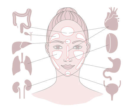 Markers of reflexology zones. Projection of the internal organs on the face of a woman. Vector illustration Isolated on white backgroundのイラスト素材