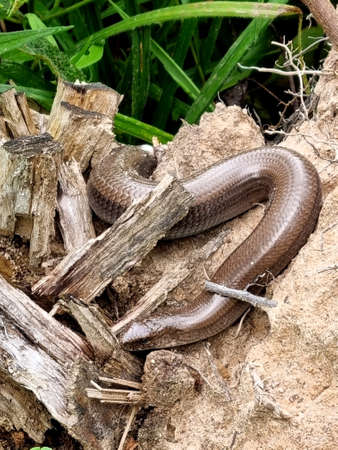 Copperhead snake basks on the sand of sanitary felling of trees. European non-venomous snake of the...