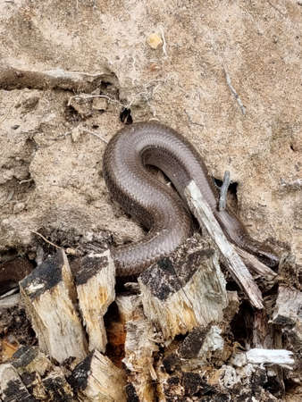 Copperhead snake basks on the sand of sanitary felling of trees. European non-venomous snake of the...