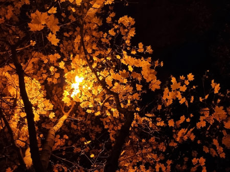 Golden autumn. Yellow maple leaves against the background of the night sky, lit by street lamps....
