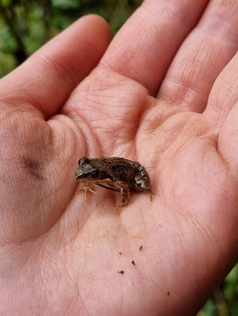 Little forest green frog sits on the hand, macrophoto. The young frog on the palm. Amphibian swamp...