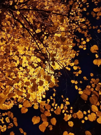 Golden autumn. Yellow maple leaves against the background of the night sky, lit by street lamps. environmental protection. selective focus.の写真素材