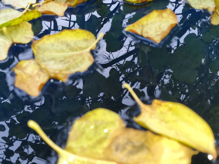 Autumn mood. Yellow autumn lilac leaves lie on the surface of the water. Lilac reflection in water....