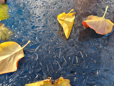 Autumn mood. Yellow autumn lilac leaf on frozen ice. Cold sun. Selective focusの写真素材
