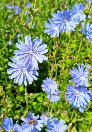 Summer forbs. Blooming chicory in the field. Selective focusの写真素材