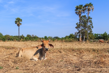 Thai cow relaxing in the field with blue skyの写真素材