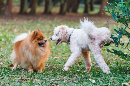 Poodle doing the symbol to declare its territoryの写真素材