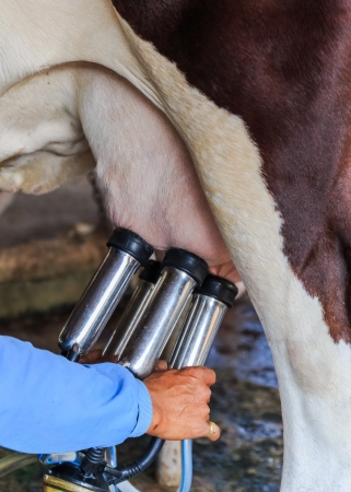 Worker connecting the milking machine to the udders of a cowの写真素材