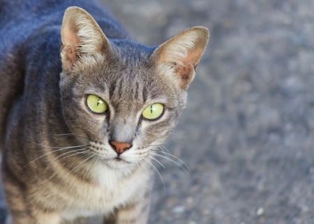 Close up of Thai gray cat faceの写真素材