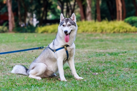 Siberian husky on a leash in the parkの写真素材