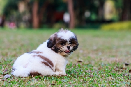 Shih Tzu puppy sitting on green grassの写真素材