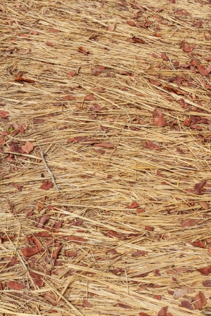Pattern of pathway in the field after harvest seasonの写真素材