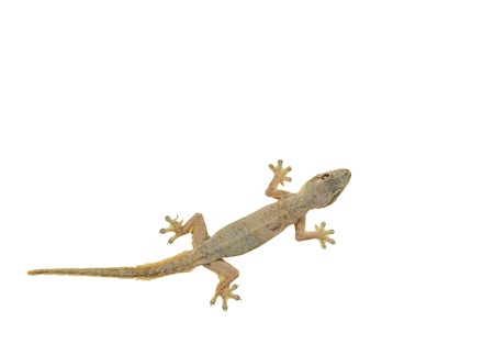 House lizard (Hemidactylus platyurus) isolated on white backgroundの写真素材