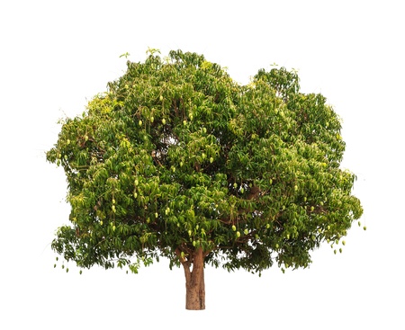 Mango tree (Mangifera indica), tropical tree in the northeast of Thailand isolated on white...