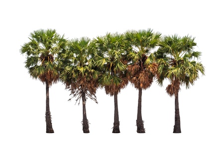 Five borassus flabellifer trees, known by several common names, including Asian Palmyra palm, Toddy palm, Sugar palm, or Cambodian palm, tropical tree in the northeast of Thailand isolated on white backgroundの写真素材